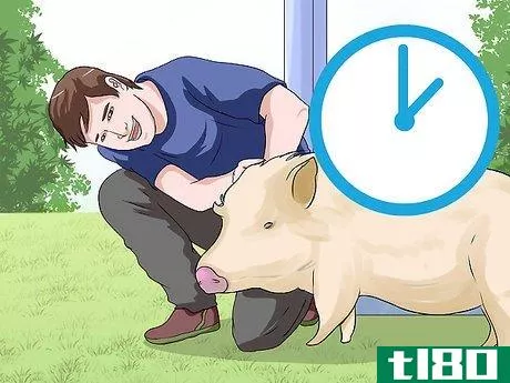 Image titled Care for a Pet Pig Step 2