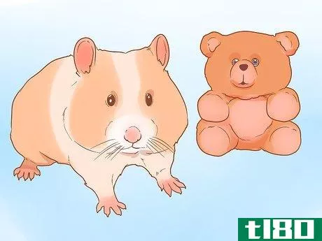 Image titled Decide Between Syrian and Dwarf Hamsters Step 3