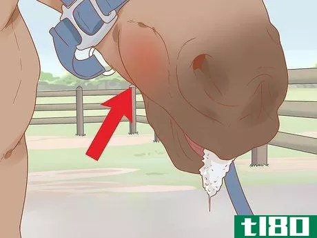 Image titled Check Whether Your Horse or Donkey Needs to See a Dentist Step 4