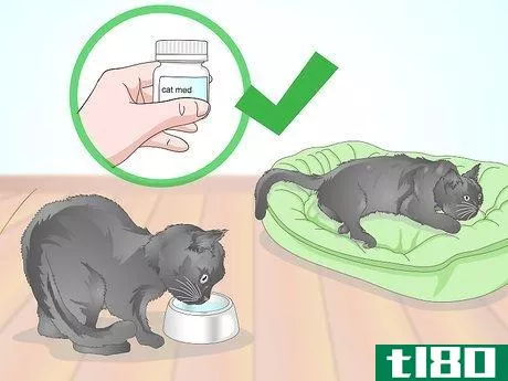 Image titled Check a Cat for Fever Step 18