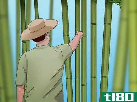 如何竹材(cure bamboo)