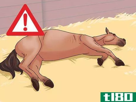 Image titled Cure Colic in Horses and Ponies Step 1