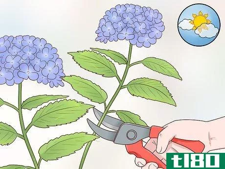 如何切花绣球花(cut hydrangea blooms)