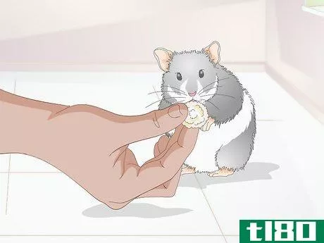Image titled Deal With a Mean Hamster Step 5