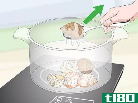 Image titled Clean a Sea Shell (for Hermit Crabs) Step 11
