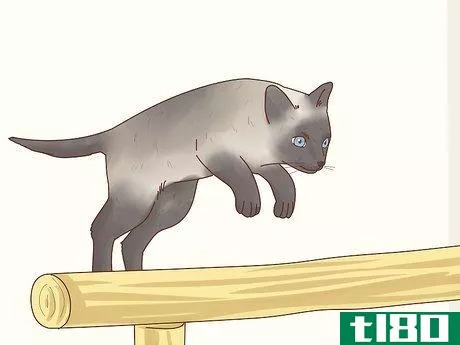 Image titled Decide if a Siamese Cat Is Right for You Step 4