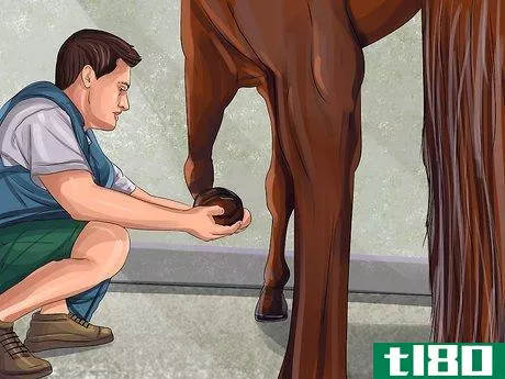 Image titled Clean a Horse's Hoof Step 11