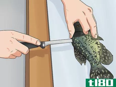 Image titled Clean Crappie Step 3