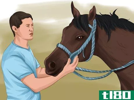 Image titled Choose a Horse for Therapeutic Riding Step 10