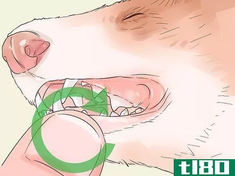 Image titled Clean a Ferret's Teeth Step 3