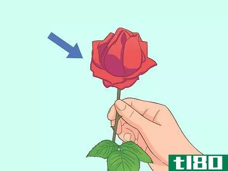 Image titled Cut Roses Step 3