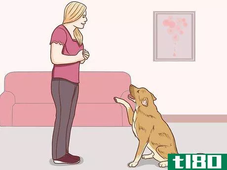 如何和你的狗交流(communicate with your dog)