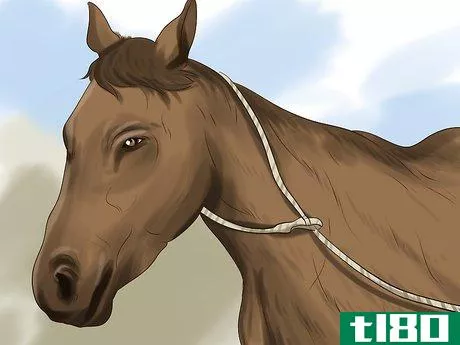 Image titled Choose a Horse for Therapeutic Riding Step 6
