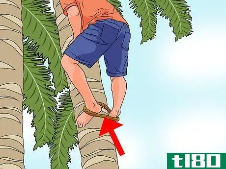 Image titled Climb a Palm Tree Step 9
