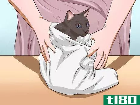 Image titled Clean Your Cat When He Can't Do It Himself Step 33