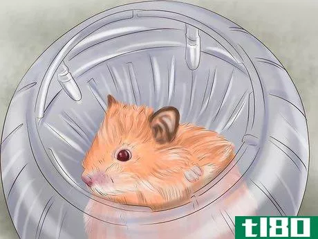 Image titled Create a Bond With Your Hamster Step 10