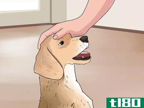 Image titled Cope With Canine Epilepsy Step 5