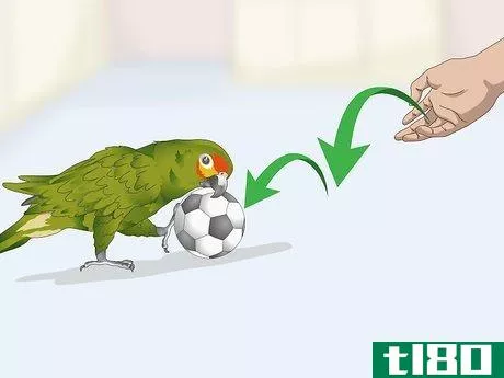 Image titled Deal with an Aggressive Amazon Parrot Step 13