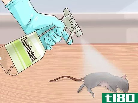 Image titled Clean Rat Droppings Step 12