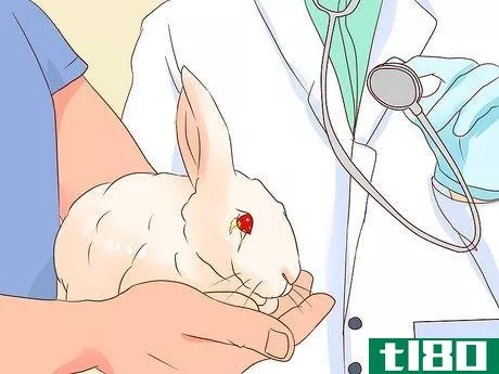 Image titled Deal with a Sick Rabbit Step 16