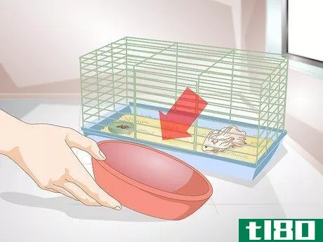 Image titled Clean a Long Haired Hamster Step 1