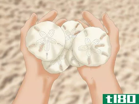 Image titled Clean and Preserve Sand Dollars Step 2