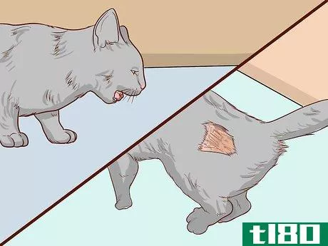 Image titled Check Cats for Dehydration Step 11