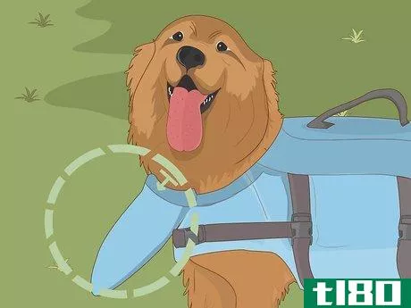 Image titled Choose the Right Life Jacket for Your Dog Step 6