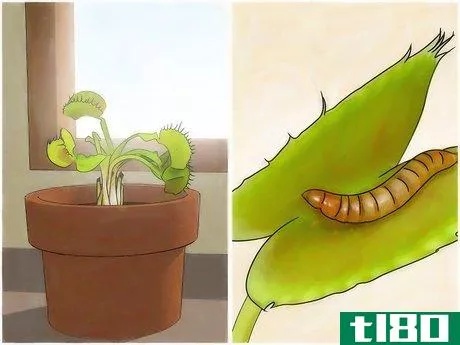 如何选择捕蝇器(choose a venus flytrap)