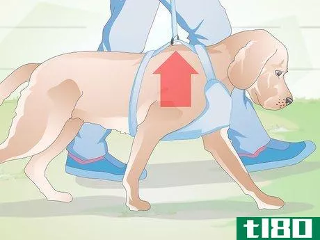 Image titled Choose the Right Harness for Your Dog Step 1