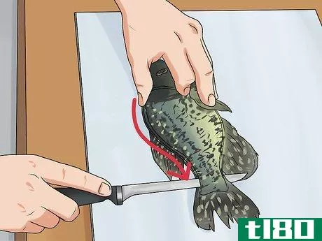 Image titled Clean Crappie Step 4