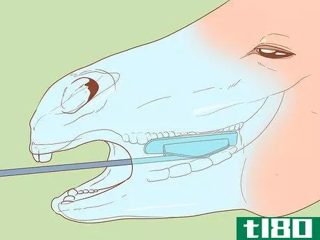 Image titled Check Whether Your Horse or Donkey Needs to See a Dentist Step 15