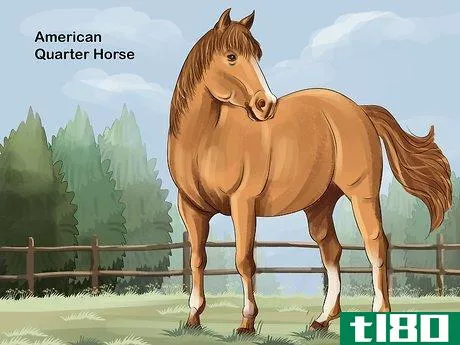 Image titled Choose the Right Breed of Horse for You Step 1