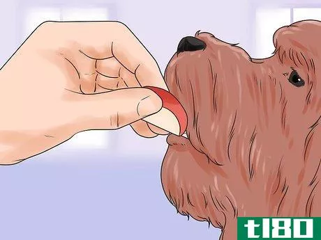 Image titled Cure Mange in Dogs Step 8