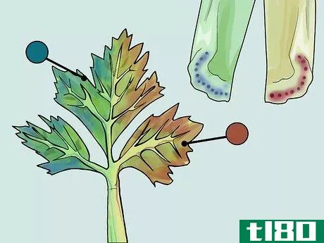 Image titled Change the Color of a Celery Stalk Step 12