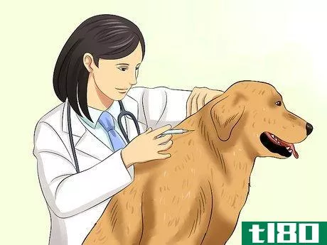 Image titled Cure Frequent Dog Vomiting Step 5