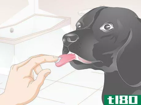 Image titled Clean Your Dog's Teeth Step 7