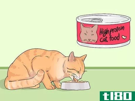 Image titled Change Your Cat's Routine Step 12