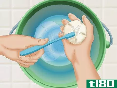 Image titled Clean and Preserve Sand Dollars Step 4