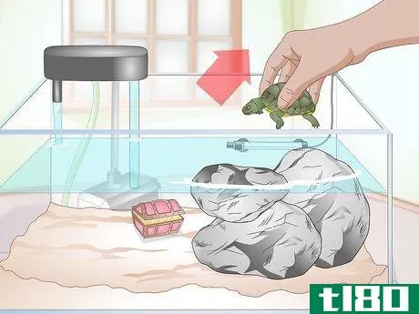 如何清洗海龟水箱(clean a turtle tank)