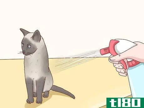 Image titled Decide if a Siamese Cat Is Right for You Step 5