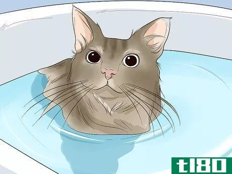 Image titled Choose a Hypoallergenic Cat Breed Step 8