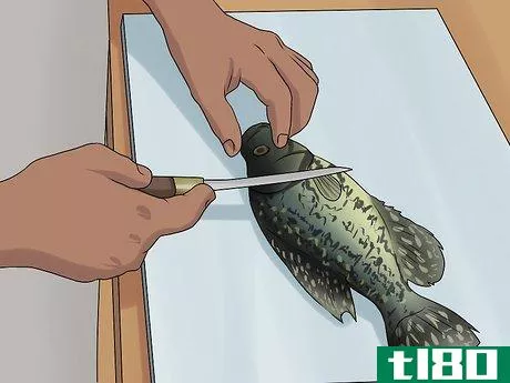 Image titled Clean Crappie Step 1