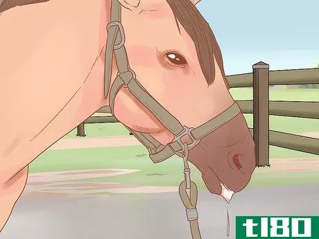 Image titled Check Whether Your Horse or Donkey Needs to See a Dentist Step 3