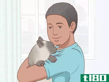 Image titled Decide if a Siamese Cat Is Right for You Step 7