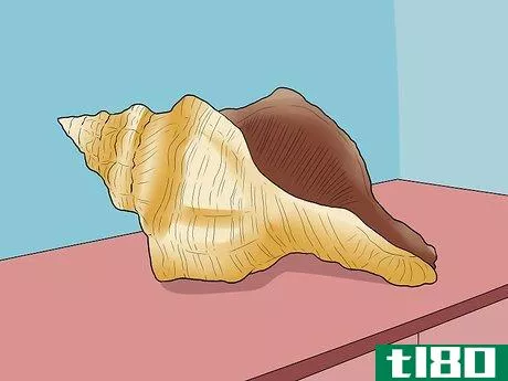 Image titled Clean Conch Shells Step 6