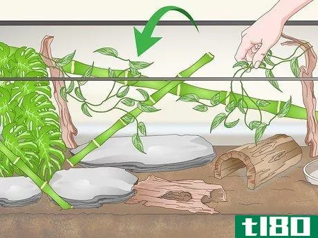 Image titled Create a White's Tree Frog Habitat Step 10