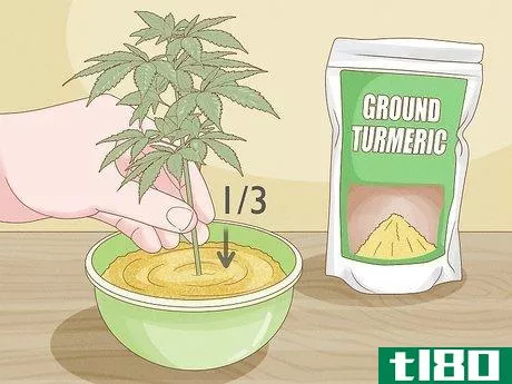 Image titled Clone a Marijuana Plant Without Rooting Hormone Step 7