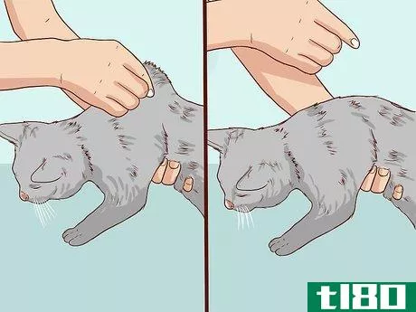 Image titled Check Cats for Dehydration Step 5