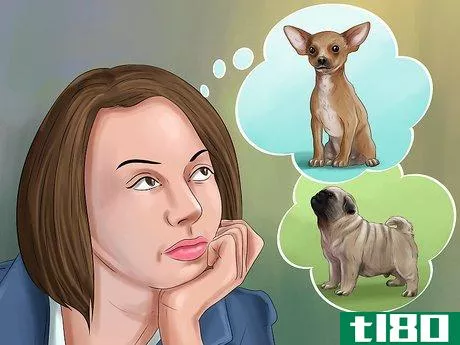 如何选择一只公寓狗(choose an apartment dog)